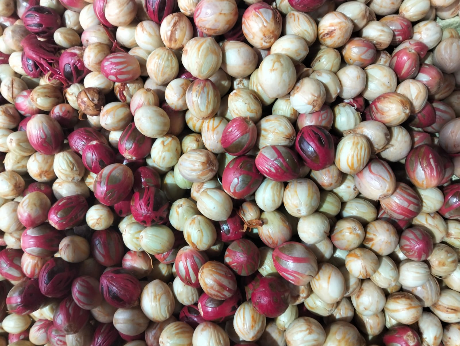 zo-th-1